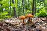 Feketedő nedűgomba (Hygrocybe conica), Budai-hegység